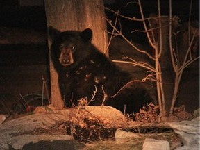 This 2013 file photo shows a black bear was mooching through the garbage on Lincoln Heights Road near Mud Lake.