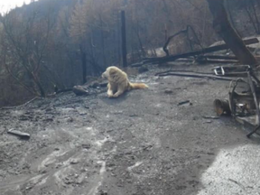 Madison is photographed at the burned property, waiting for her owners to return. After being finally allowed clearance, the faily returned to find their Anatolian Shepherd still alive against all hope and patiently guarding their home for them.