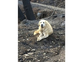 This Friday Dec. 7, 2018 photo provided Shayla Sullivan shows "Madison," the Anatolian shepherd dog that apparently guarded his burned home for nearly a month until his owner returned in Paradise, Calif. Sullivan, an animal rescuer, left food and water for Madison during his wait.