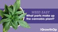 The educational video series that explains the science of marijuana – brought to you by TheGrowthOp.com.