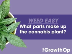 The educational video series that explains the science of marijuana – brought to you by TheGrowthOp.com.