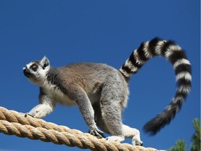 A lemur