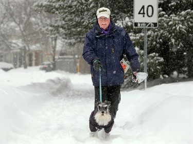 Patches seemed to enjoy the heavy snow, but his owner, Brian Hohs, had some difficulty making it through the mucky sidewalks in Stittsville Wednesday morning.