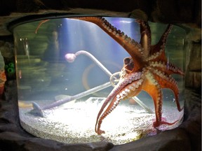 A Giant Pacific Octopus.