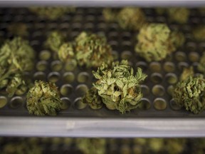 Cannabis buds lie along a drying rack at the CannTrust Niagara Greenhouse Facility in Fenwick, Ont. in this file photo.