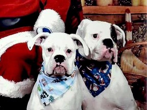 Boxers Minnie, left, and Floki, pictured here on a pre-Christmas visit with Santa Claus, went missing from their Spencerville-area home on Christmas Eve, and were found with plenty of help from the community.