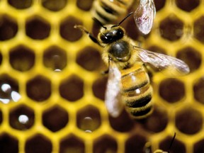 Urban beekeepers risk getting running afoul of the rules — and that's something they want to change.