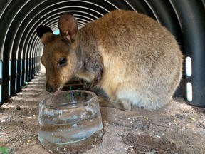Warru, a black-footed rock wallaby, licking an ice bowl to cool down in the heat at Adelaide Zoo in the South Australia city of Adelaide.