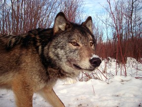 A wolf is seen in a 2008 handout photo from a trap camera in Isle Royale National Park, Michigan.