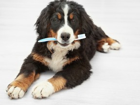 To celebrate National Pet Dental Health Month, Carp Road Animal Hospital is offering a reduction on pet dental procedures throughout February.