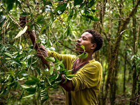Harvesting coffee by hand in the Yayu coffee forest, Southwestern Ethiopia.