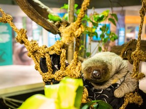 Visitors won’t need to be in a hurry to see the Two-toed Sloth at the Canadian Museum of Nature’s Survival of the Slowest exhibition, which runs until April 22.