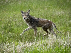 File: Urban coyote