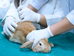 A rabbit is held down and injected by researchers.