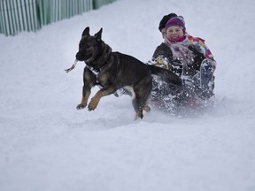 Moka pulls Nina Coeugniet and Julie Gnugsser, rear, as they toboggan at King George Park in Westmount on Wednesday, Feb. 13, 2019.