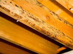 Mold on lumber in attics is not unusual. Insufficient attic ventilation and leakage of indoor air into the attic space can cause moisture to condense and trigger mold growth on lumber.