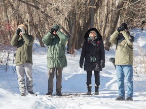 Birders along the NCC pathway trying to see a rare Lazuli Bunting.