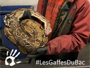 An employee at the Tricentris recycling depot in Gatineau hold a large snake discovered in a bin this week. The hashtag #LesGaffesduBac can be roughly translated as #TrashBinBooboos