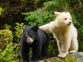 Great Bear Rainforest.