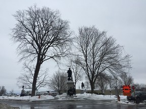 White elm tree on Parliament Hill