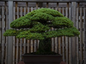 A bonsai that is nearly 400 years old stands at the Arboretum's National Bonsai and Penjing Museum in Washington, D.C.