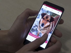 In this photo taken on Thursday, Jan. 31, 2019, A man looks at a mobile phone app that helps people find dogs in animal shelters in Vilnius, Lithuania. A group of enthusiasts have launched the app that helps match aspiring dog owners with stray dogs.