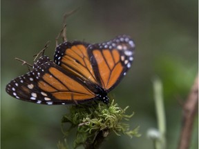 FILE - In this Nov. 12, 2015 file photo, an ailing butterfly rests on a plant at the monarch butterfly reserve in Piedra Herrada, Mexico State, Mexico. Millions of monarchs migrate from the United States and Canada each year to pine and fir forests to the west of the Mexican capital.
