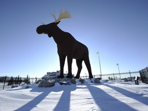 Mac the Moose, pictured in Moose Jaw, Sask., on Tuesday, Feb. 25, 2019, is competing with another moose statue in Stor-Elvdal, Norway, over which hooved ungulate stands higher.