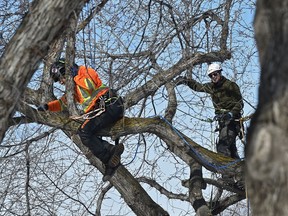 A Quebec agency says a disorganized work site and a lack of communications may have contributed to a work accident in Gatineau seven months ago which claimed the life of a tree-pruning assistant.