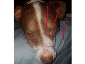 In Facebook posts, an Ottawa man claims to have given his pit bull-type pup cannabis edibles and the animal is pictured with its muzzle tied shut.