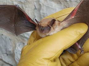 A big brown bat in Almonte.