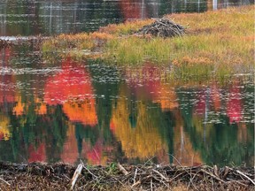 Photos by Michael Runtz from Algonquin Wild