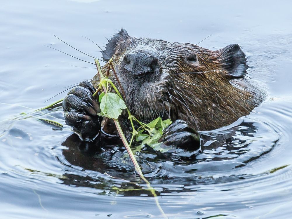 what animals eat trees: surprising tree-munching creatures