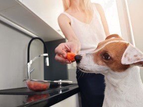 A woman hands out a piece of a carrot to her dog, who curiously sniffs it. A survey has shown that 35 per cent of people are interested in giving their pets a vegan diet — but is it ethical ?