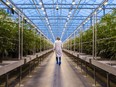 A worker walks past rows of cannabis plants in a greenhouse at the Hexo Corp. facility in Gatineau, Quebec, on Oct. 11, 2018.