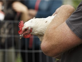 This sort of urban chicken can help reconnect us nature, even if we live in the city.