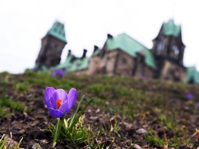 A few crocus flowers bloomed on Parliament Hill in Ottawa, April 10, 2013.