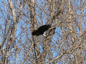 A bald eagle dives through the trees along Front Road in Kingston on Tuesday. (Elliot Ferguson/The Whig-Standard)