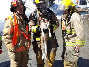 Soggy cat is pulled from the wreckage after a house fire in Cantley.