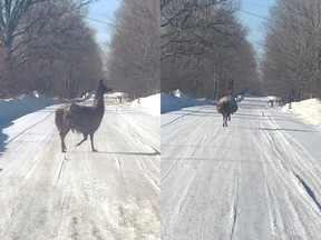 Photos of Toledo's wandering llama
