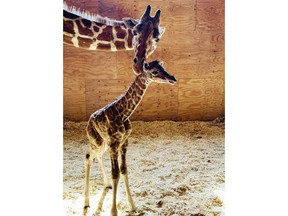 This photo provided by Animal Adventure Park shows April the Giraffe with her new male calf on Saturday, March 16, 2019 in Harpursville, N.Y. The Animal Adventure Park said April gave birth to a healthy male calf Saturday. They say more than 300,000 watched live. (Animal Adventure Park via AP)