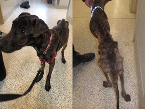 The Ontario SPCA is seeking information from the public after an extremely emaciated dog was found in Nepean.