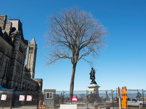 A 100-year-old elm tree, located on the east of Centre Block on Parliament Hill, is slated for removal as part of Centre Block construction.