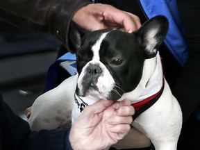 Passengers at Toronto Pearson International Airport are greeted by St. John Ambulance Therapy Dogs on Saturday February 23, 2019.