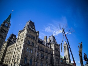 Crews cut down a century-old American Elm on Parliament Hill on Saturday.