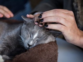 Cassidy “Marcus” Beaucage, 20, was charged after a post on social media showed three youths forcing a kitten to breathe cannabis by trapping it in a sleeping bag and filling the bag with smoke. He was found guilty on March 6 of causing an animal to be in distress.