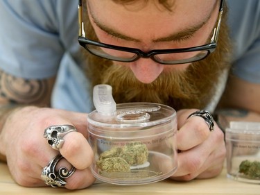 Cannabis Retail Associate Nick Pelehos checks out one of the 36 strains on offer, left out for customers to look and smell. Hobo Recreational Cannabis Store on Bank Street was one of three pot retailers to open in Ottawa Monday (April 1, 2019) as part of the province's new cannabis retail model rollout.