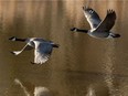 A pair of Canada geese take to the air