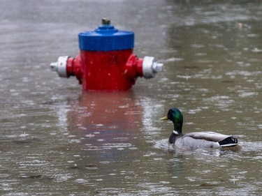 A duck swims by a submerged fire hydrant on Fraser Road in Gatineau on April 26, 2019.