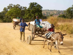 In this file photo taken on November 25, 2018 children use a donkeys and chariots to transport cotton collected from the fields during the day to the villages in southern Mali.